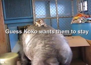 小猫爆料视频大全,揭秘萌宠爆笑瞬间